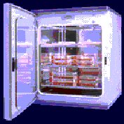 gals3.jpg (12081 byte)